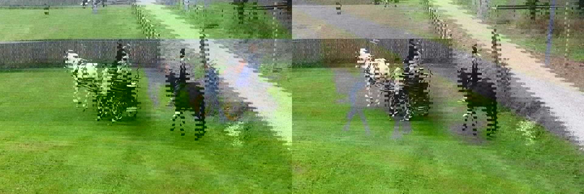 Geder udendørs på Dyregården Søholt